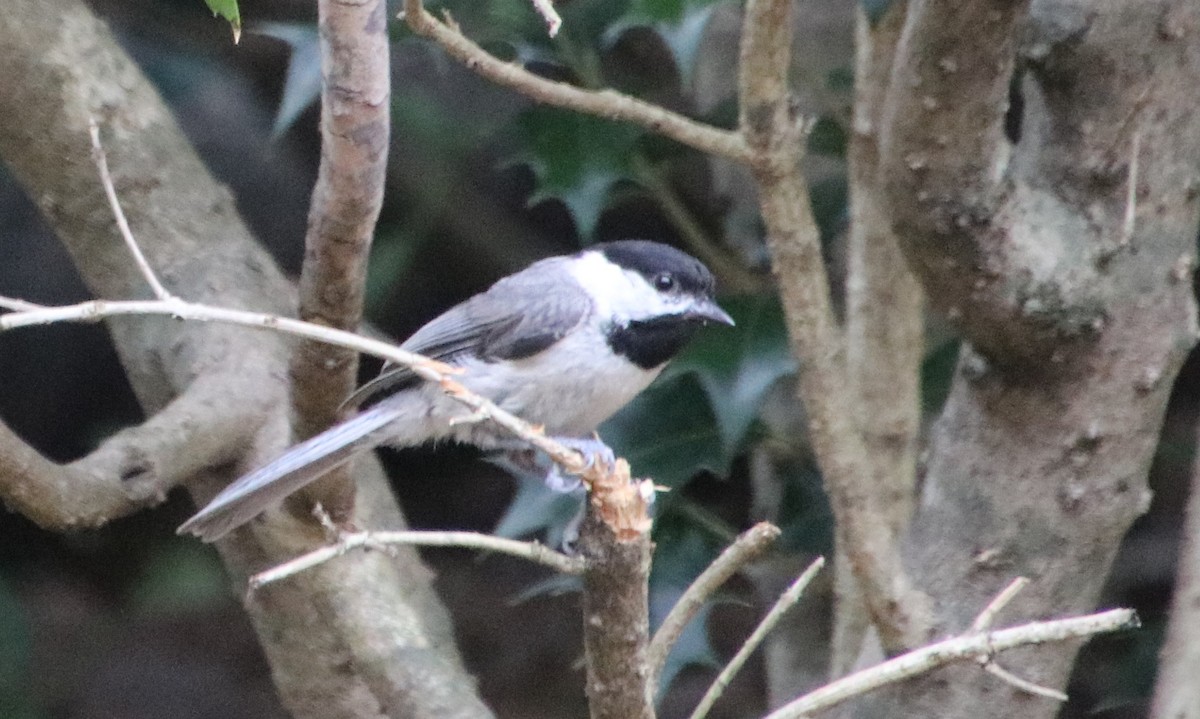 Carolina Chickadee - Betty Thomas