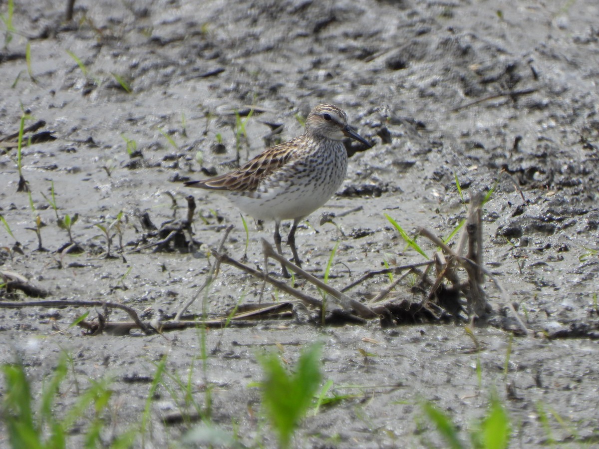 White-rumped Sandpiper - Rick Luehrs