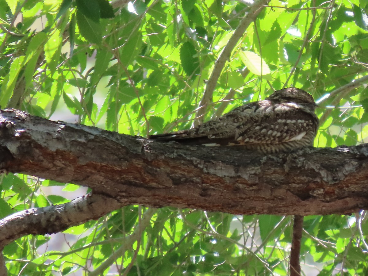 Lesser Nighthawk - ML619508309