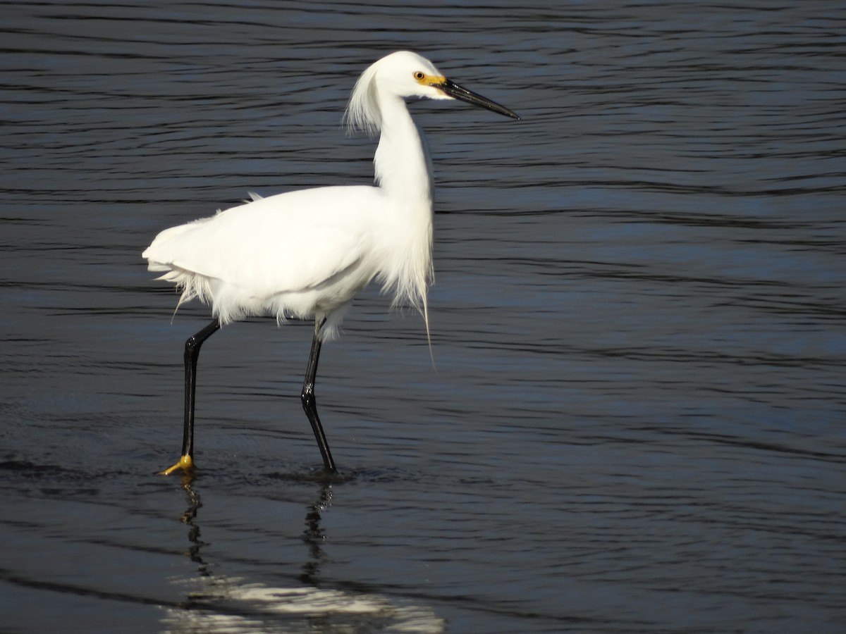 Snowy Egret - Ciara Kelly