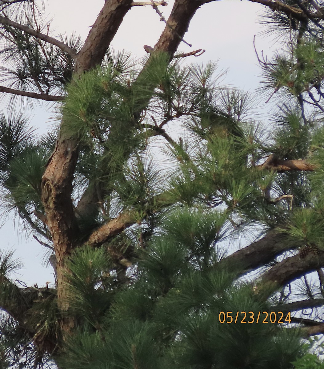 Red-tailed Hawk - Susan Leake