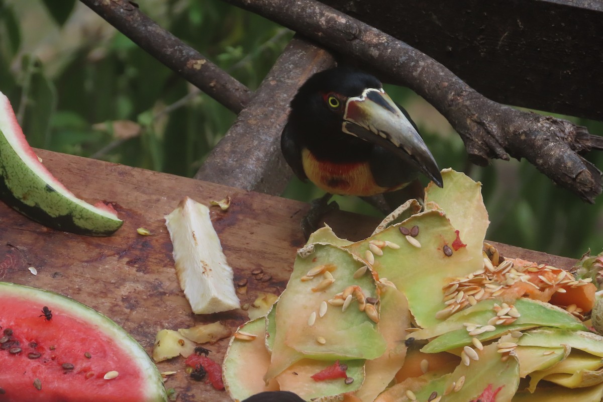 Collared Aracari - David Brinkman