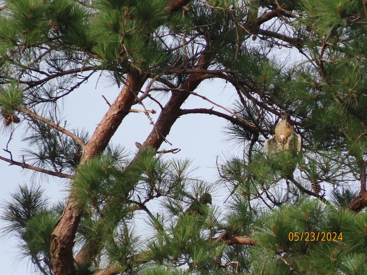 Red-tailed Hawk - Susan Leake