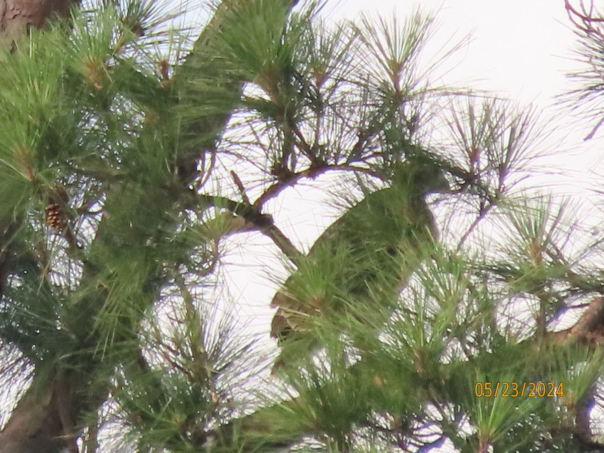 Red-tailed Hawk - Susan Leake