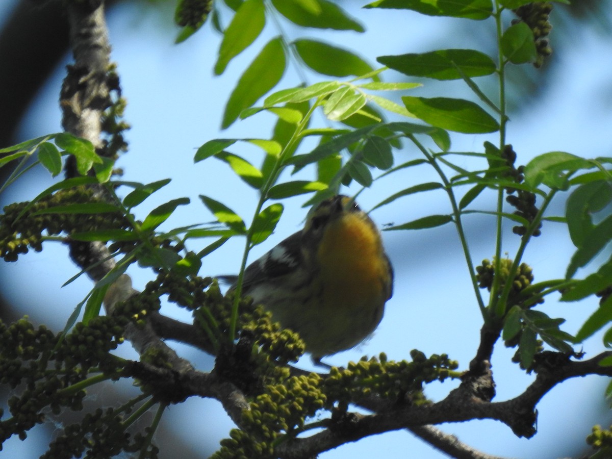 Blackburnian Warbler - Janet Pellegrini