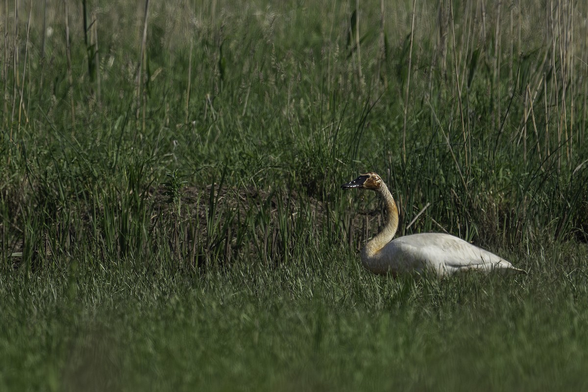 Trumpeter Swan - ML619508328