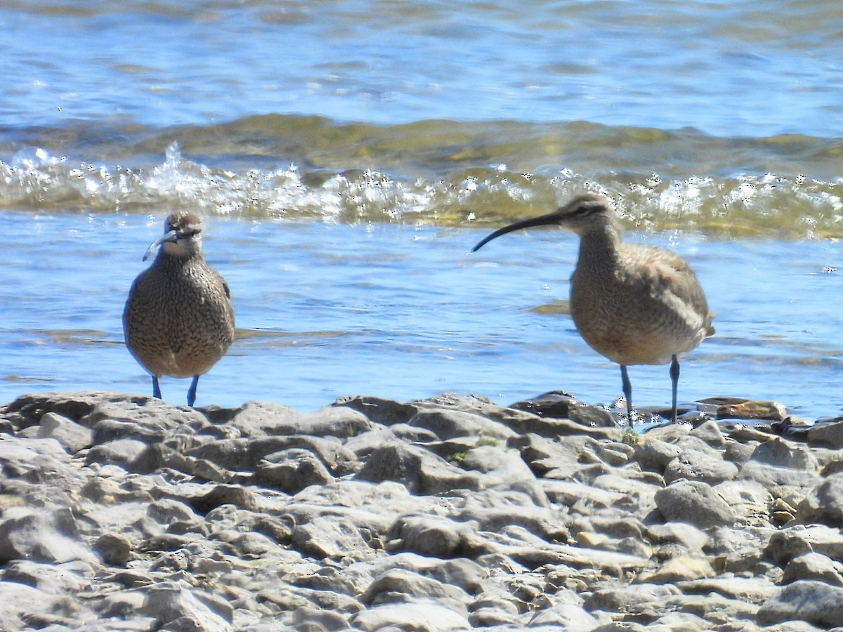 Whimbrel - Melody Walsh