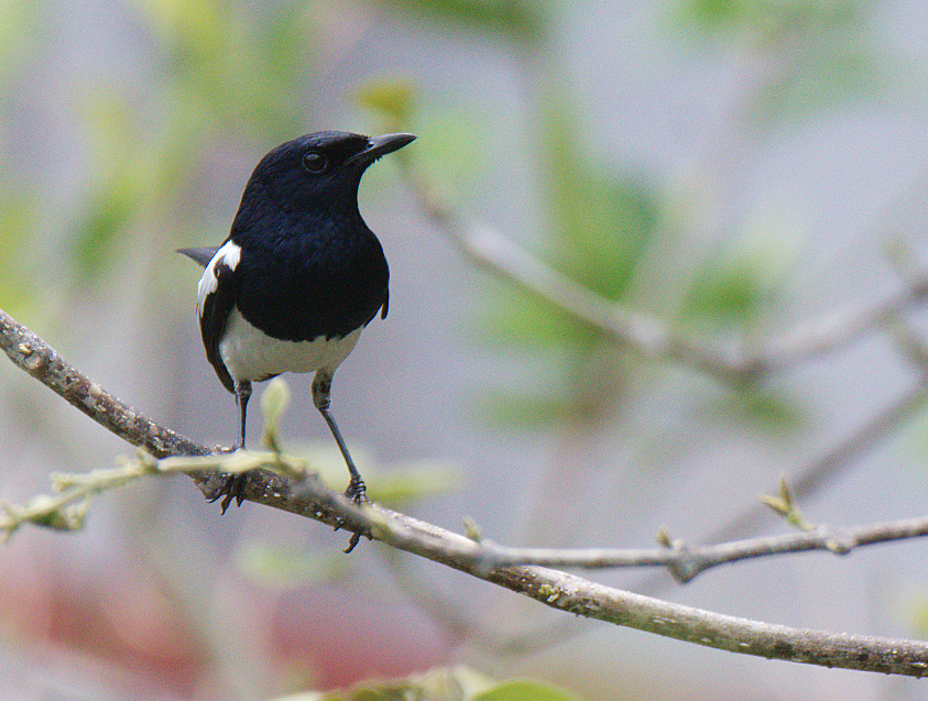 Oriental Magpie-Robin - Fareed Mohmed