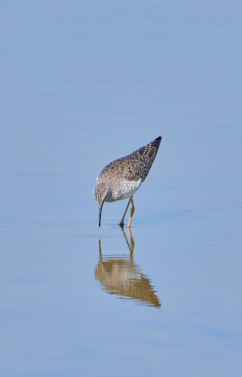 Lesser Yellowlegs - Angélica  Abarca