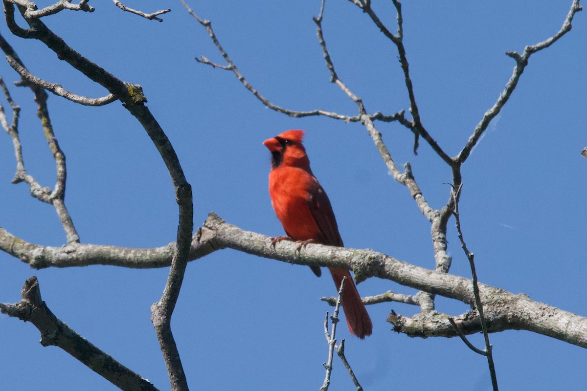 Northern Cardinal - C.H. Wood