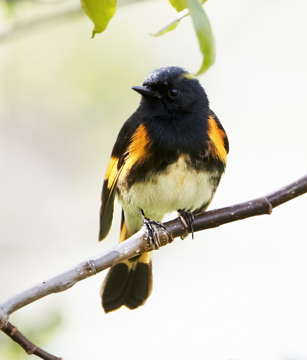 American Redstart - Jean Hebert