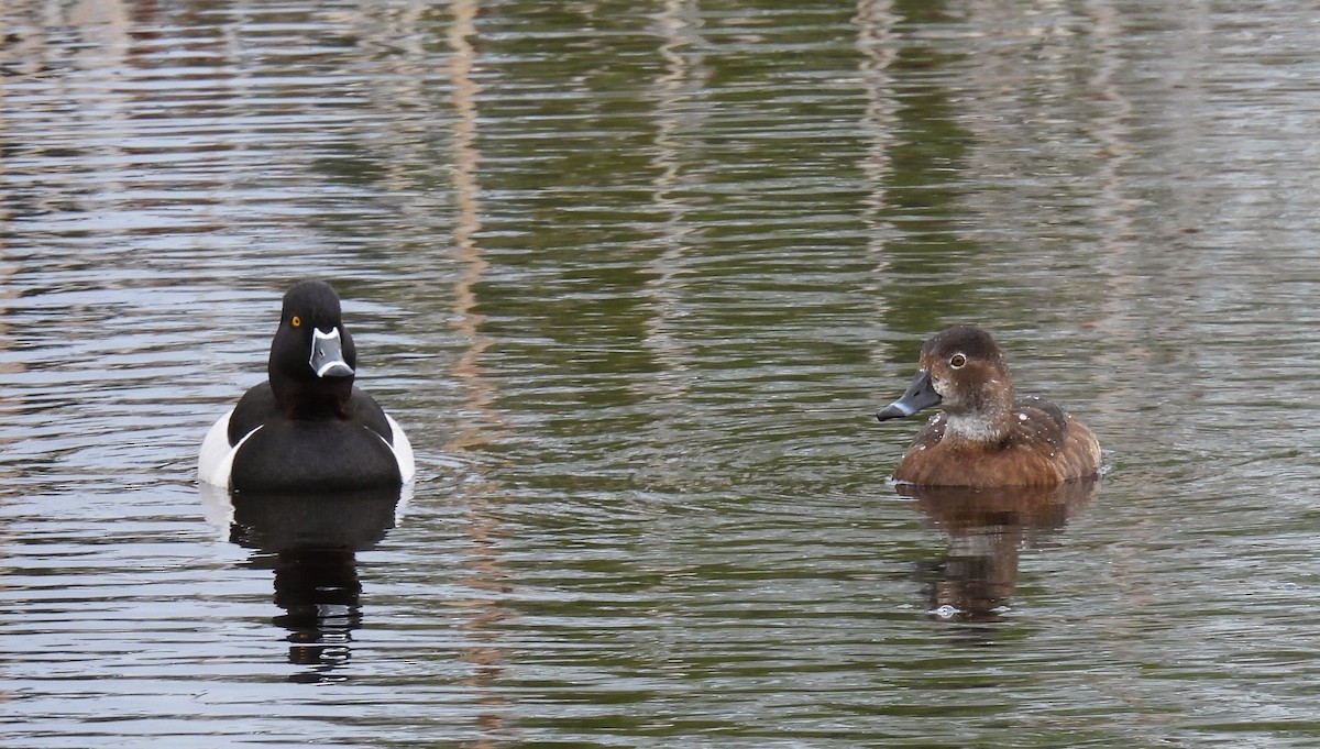 Ring-necked Duck - Pam Hawkes