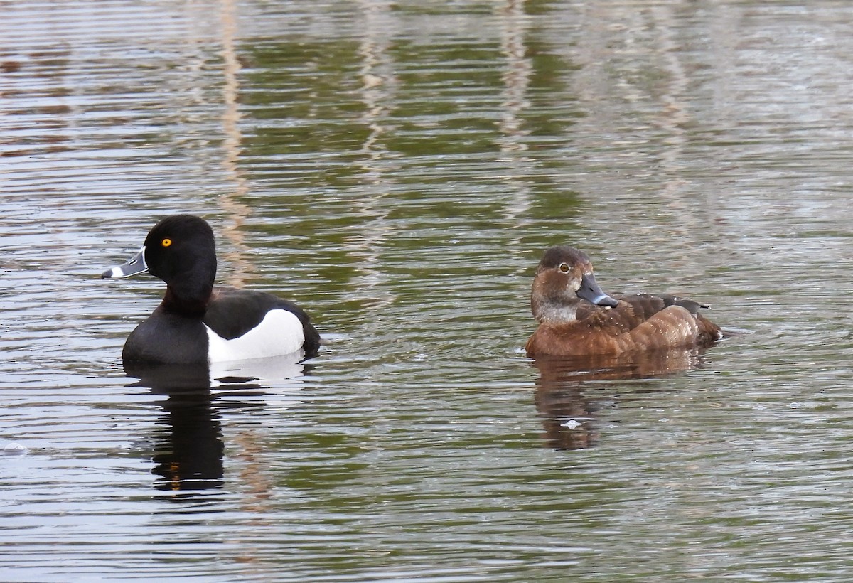 Ring-necked Duck - Pam Hawkes