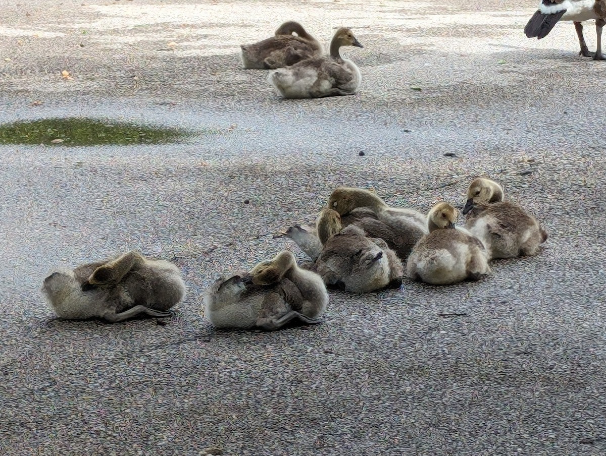 Canada Goose - Sylvie Purkis