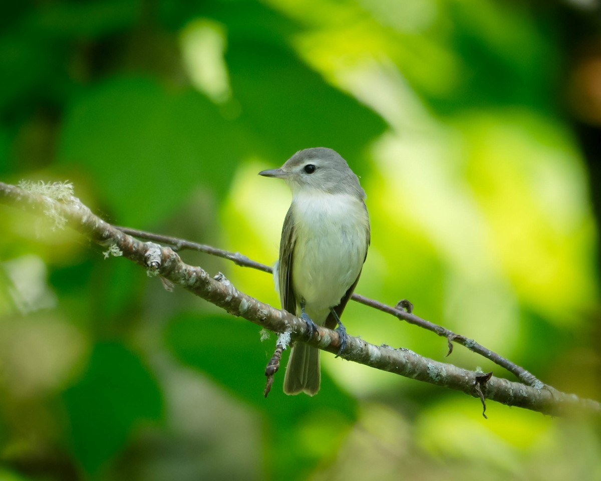 Warbling Vireo - Mauricio Sada