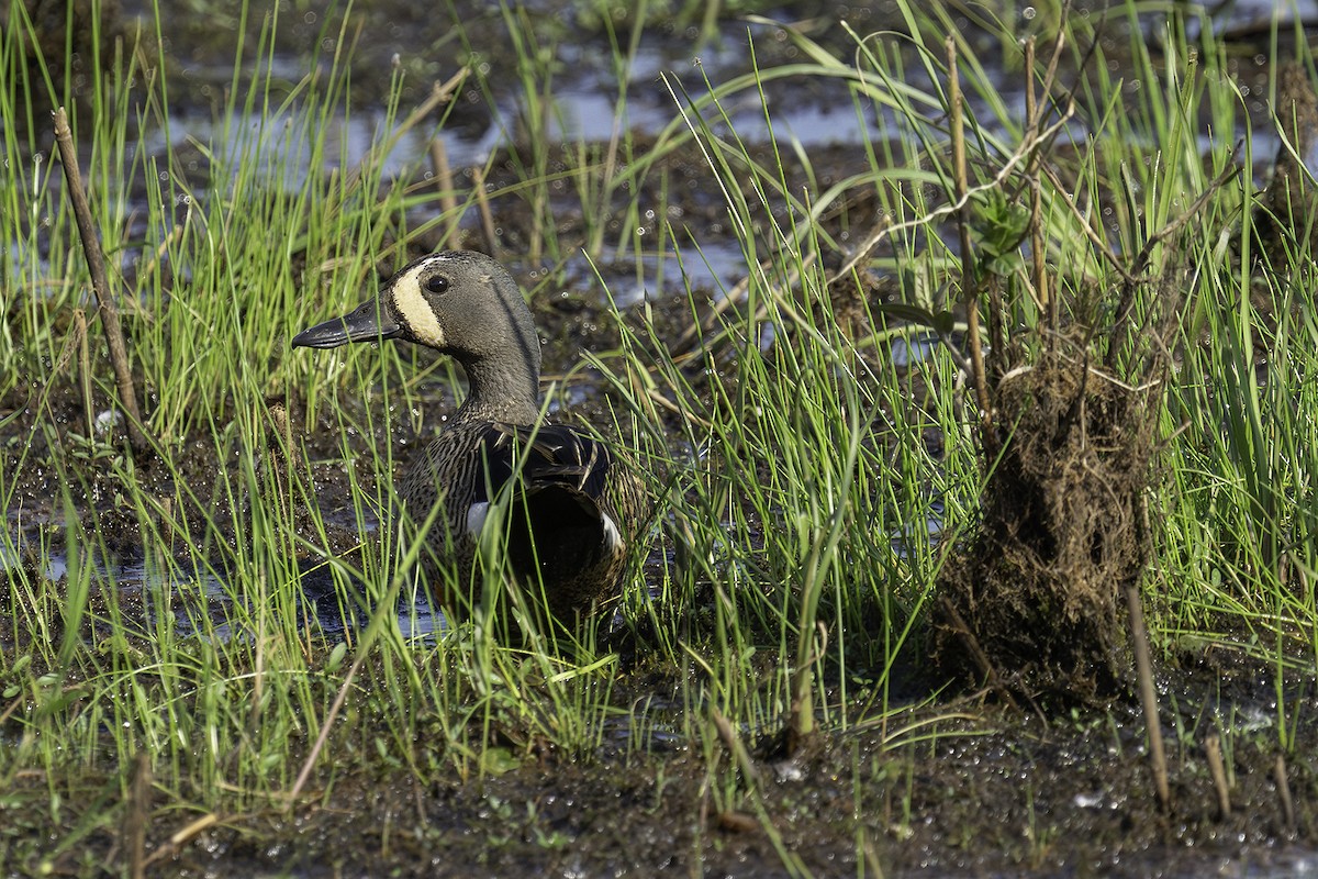 Blue-winged Teal - Jerome Jourdan