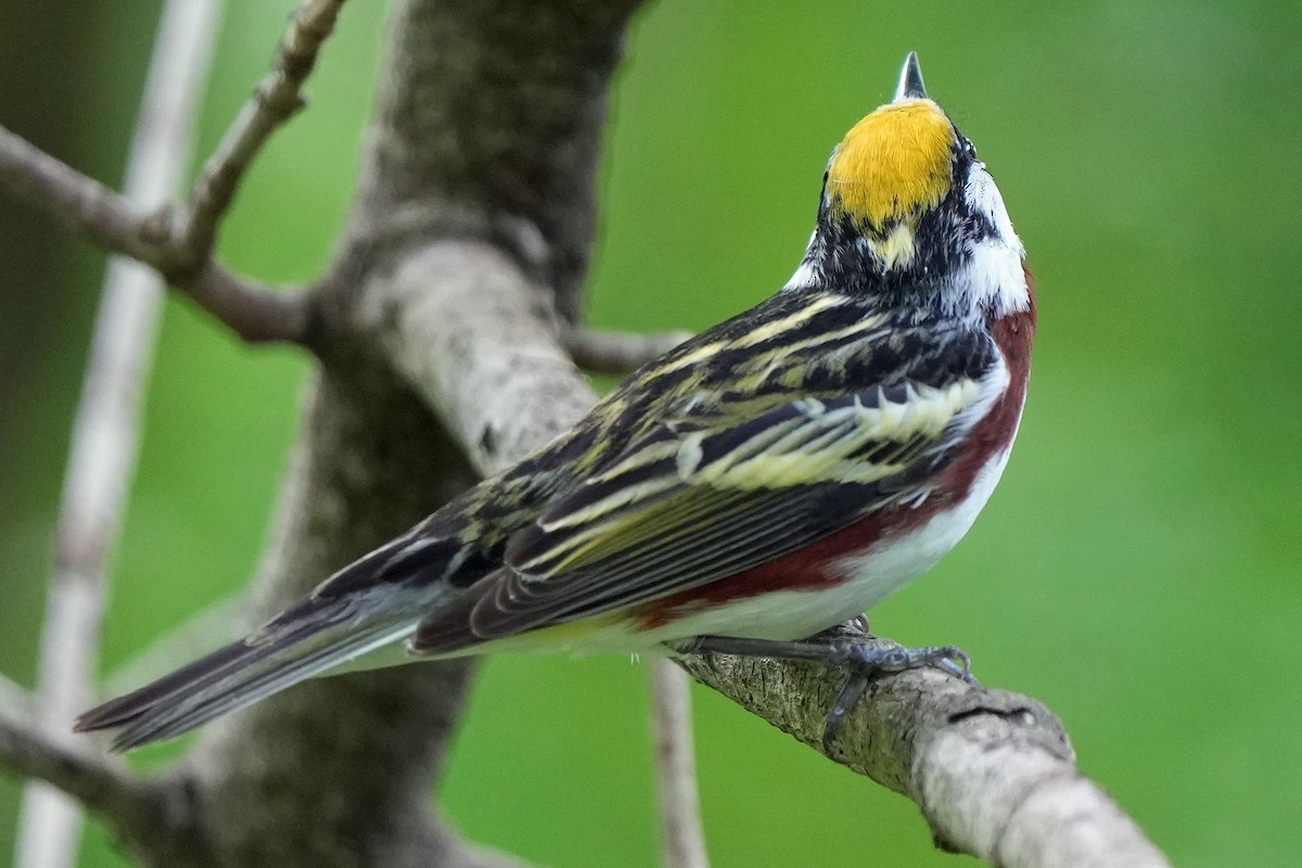 Chestnut-sided Warbler - Robert Goss