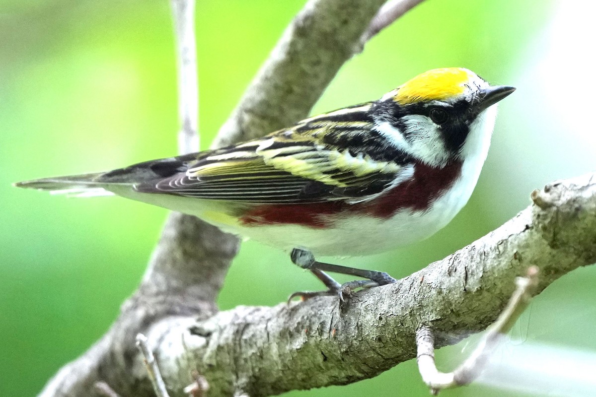 Chestnut-sided Warbler - Robert Goss