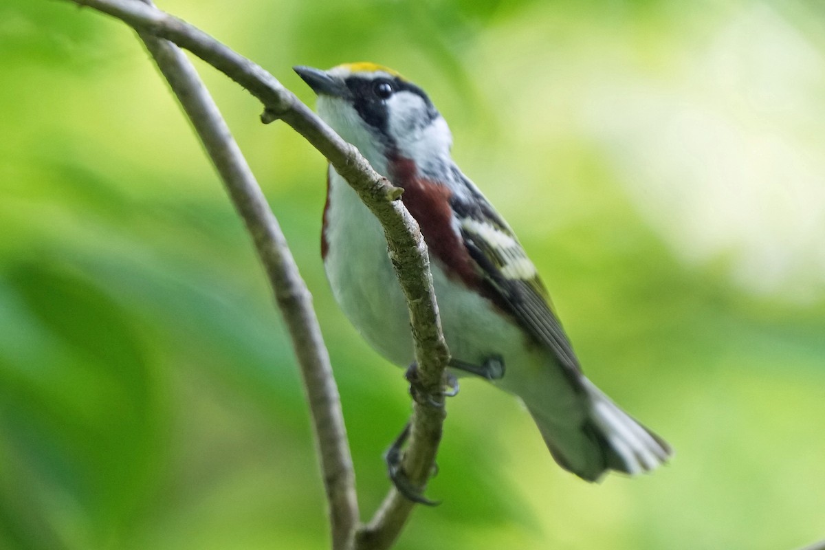 Chestnut-sided Warbler - Robert Goss