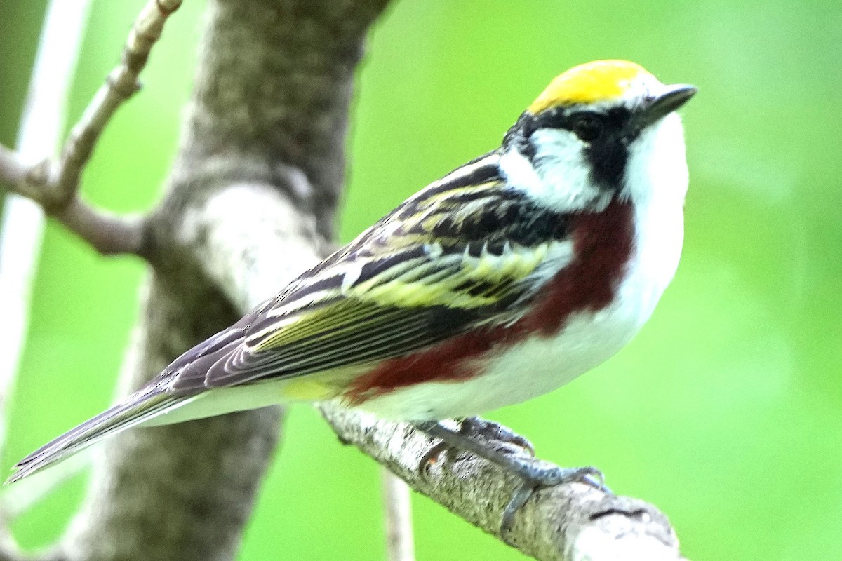 Chestnut-sided Warbler - Robert Goss