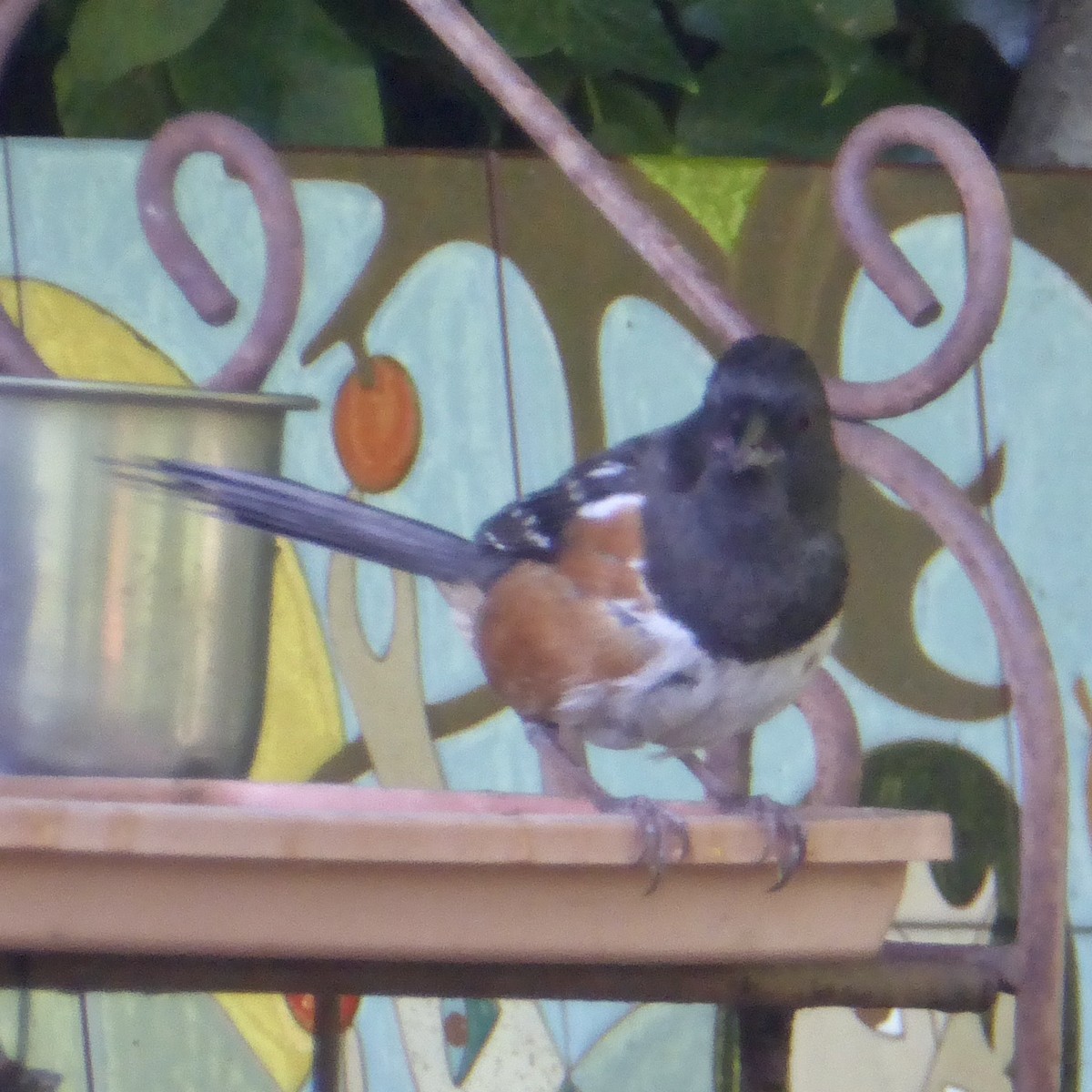 Spotted Towhee - Anonymous