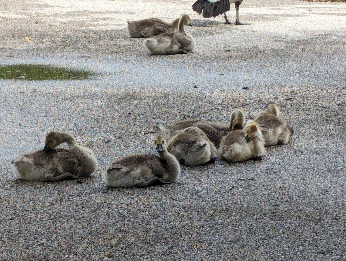 Canada Goose - Sylvie Purkis