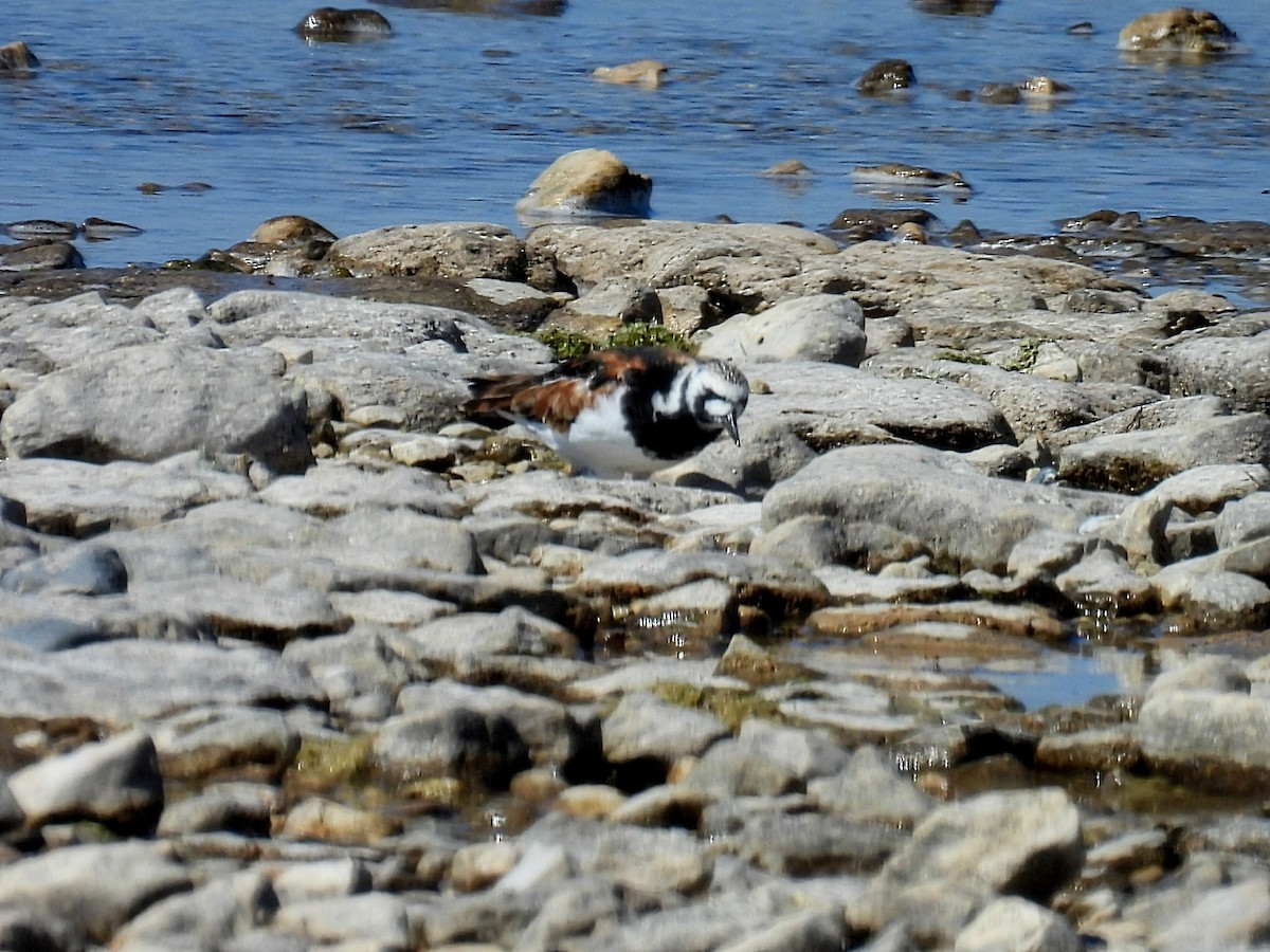 Ruddy Turnstone - Melody Walsh