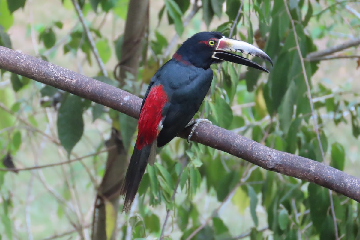 Collared Aracari - David Brinkman