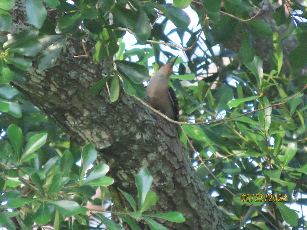 Red-bellied Woodpecker - Susan Leake