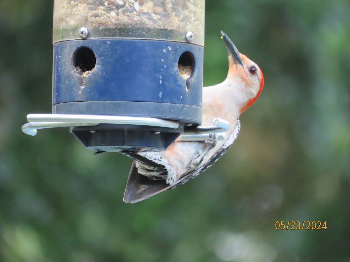 Red-bellied Woodpecker - Susan Leake