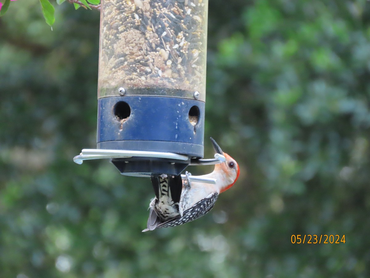 Red-bellied Woodpecker - Susan Leake