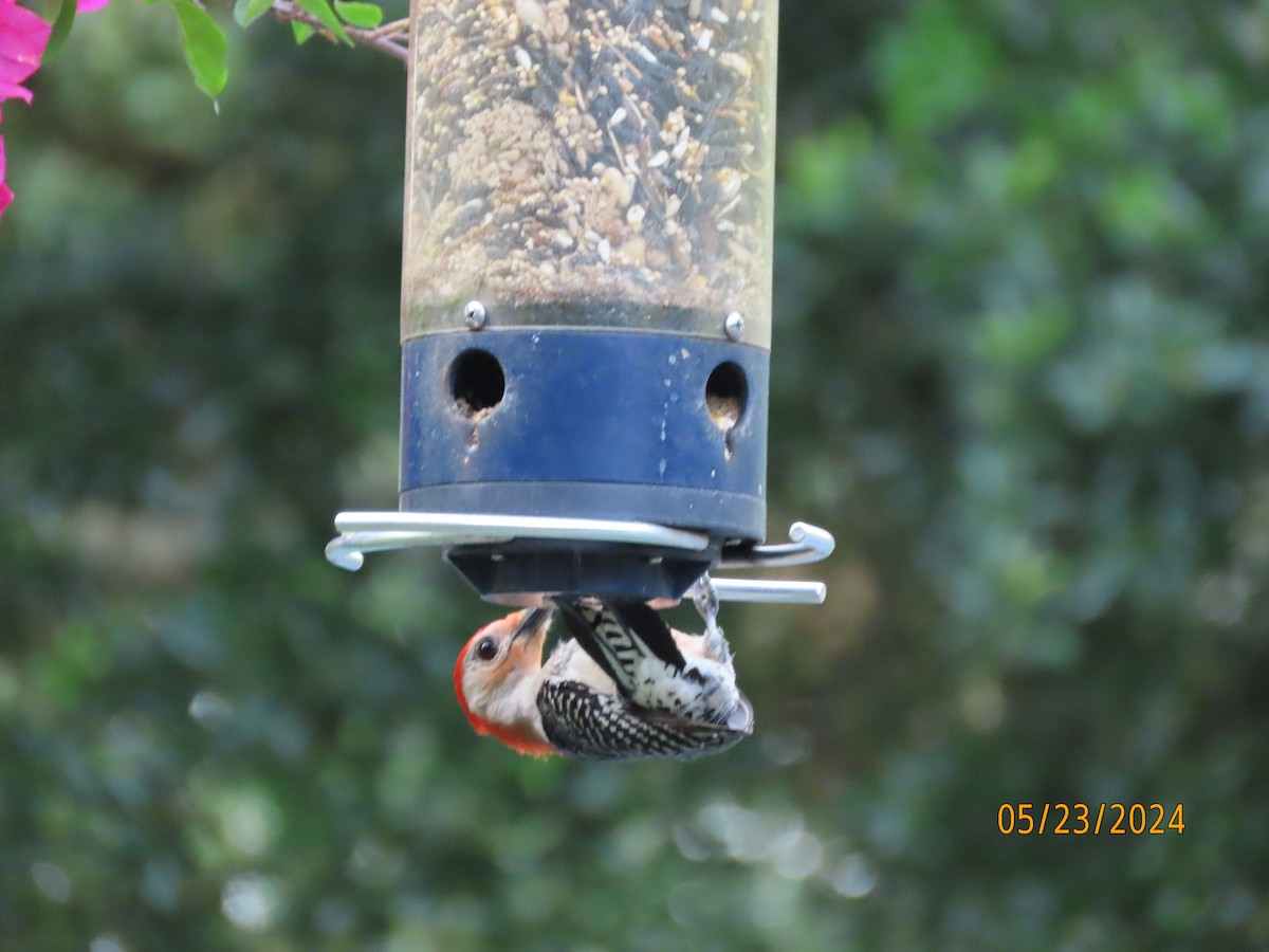 Red-bellied Woodpecker - Susan Leake