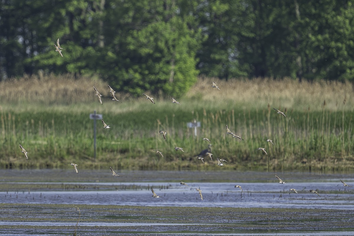 Semipalmated Plover - ML619508377