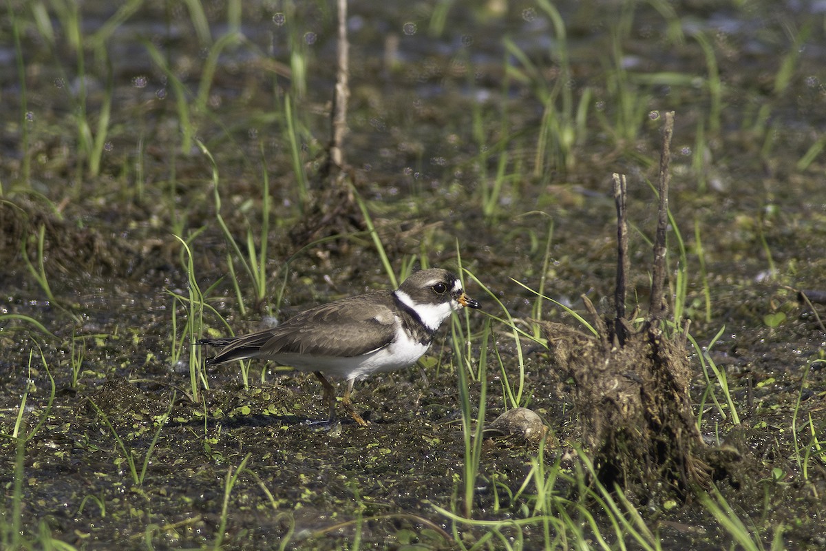 Semipalmated Plover - ML619508378