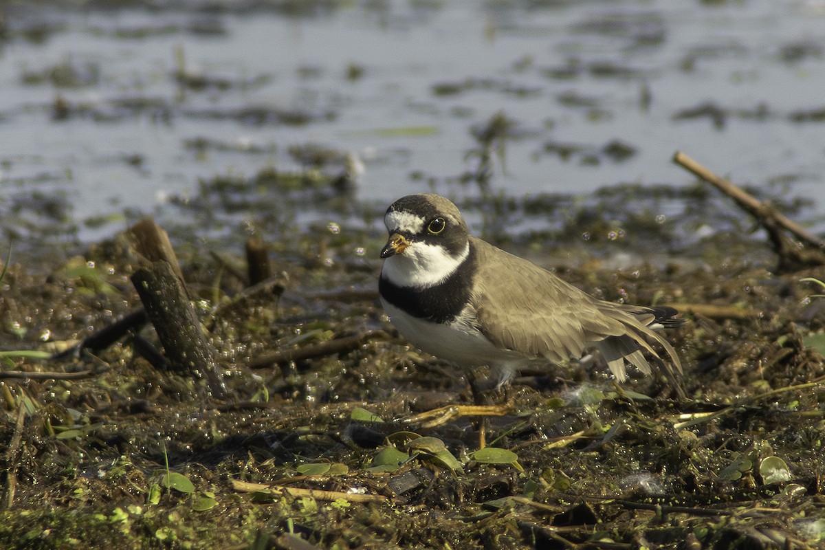 Semipalmated Plover - ML619508379