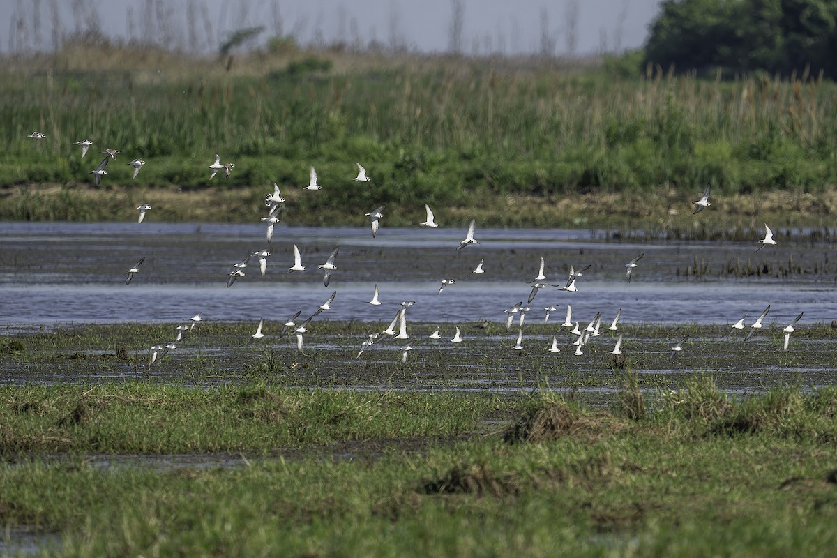 Semipalmated Plover - ML619508380