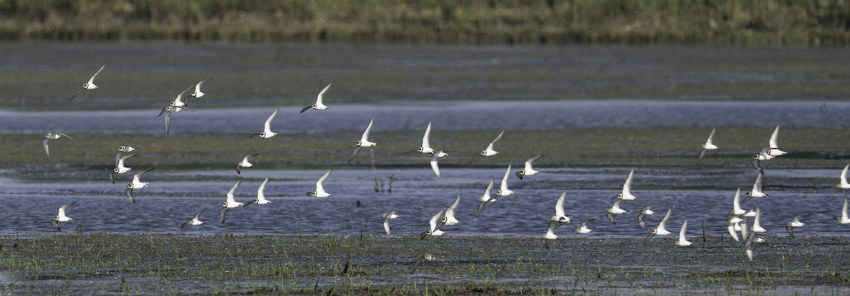 Semipalmated Plover - Jerome Jourdan