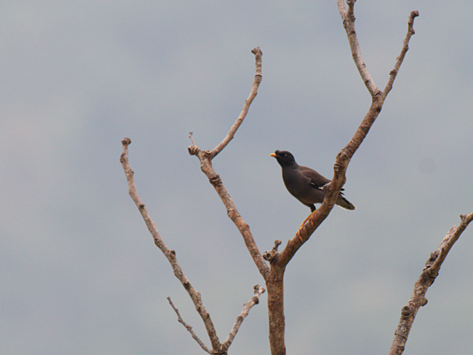 Jungle Myna - Fareed Mohmed