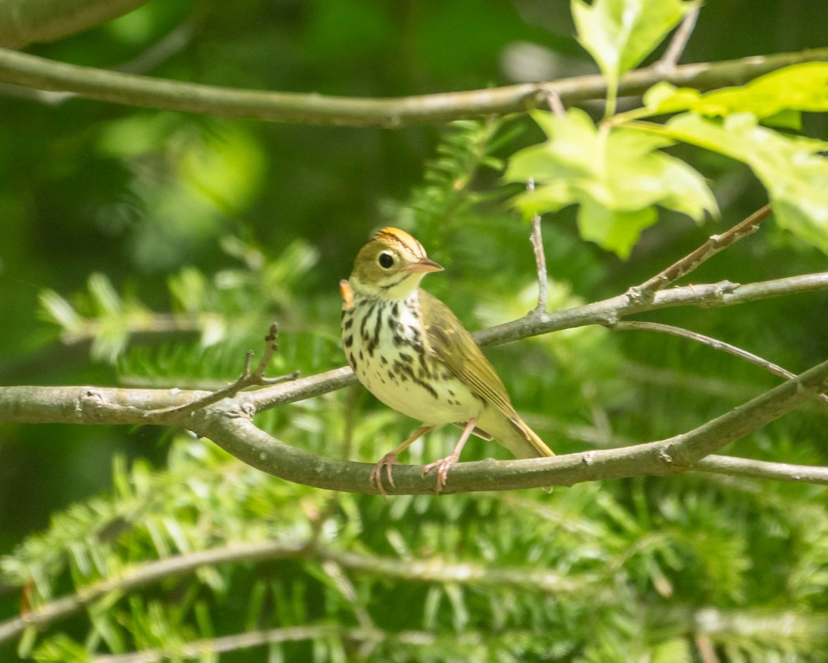 Ovenbird - Mauricio Sada