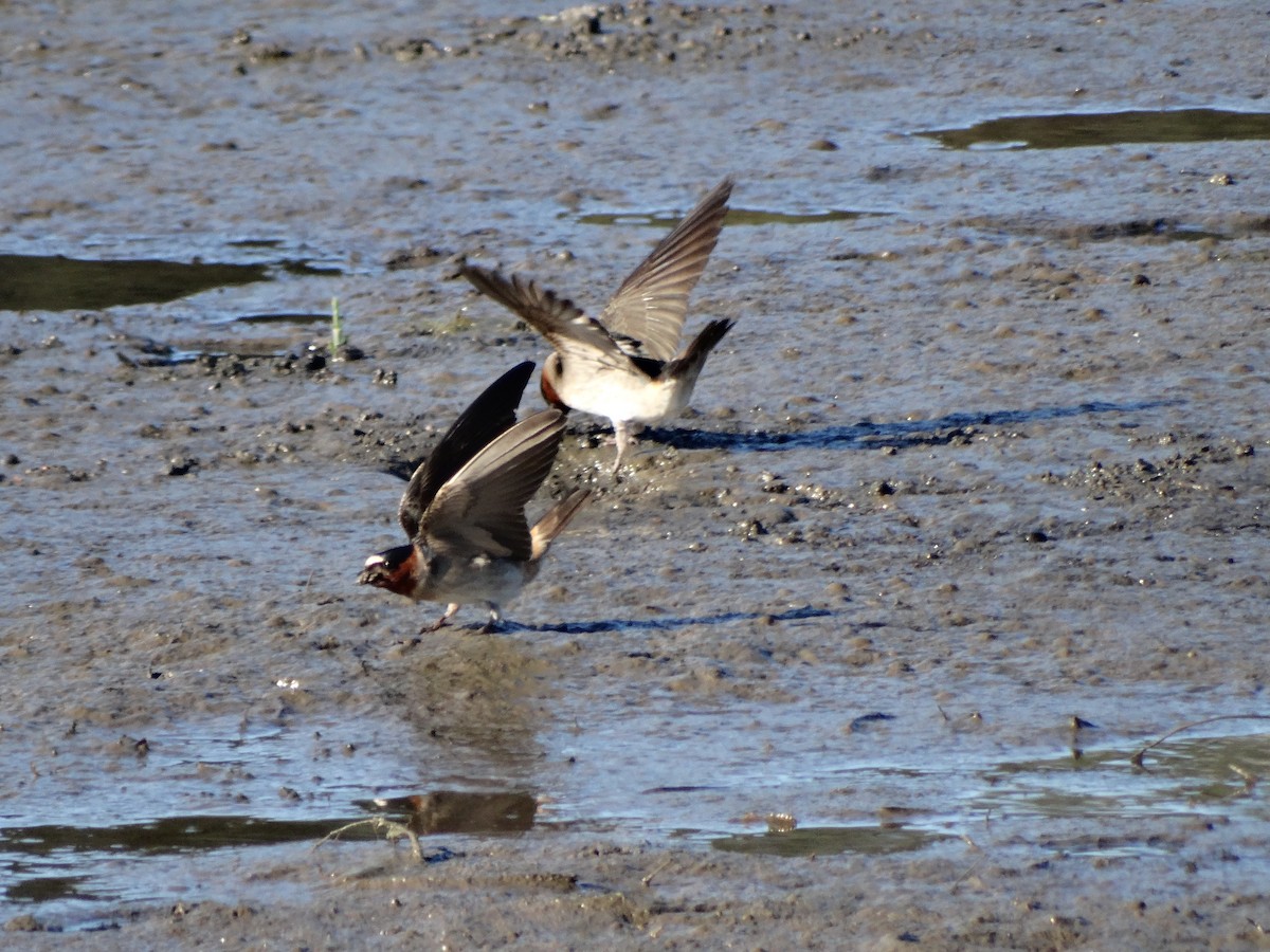 Cliff Swallow - Ciara Kelly