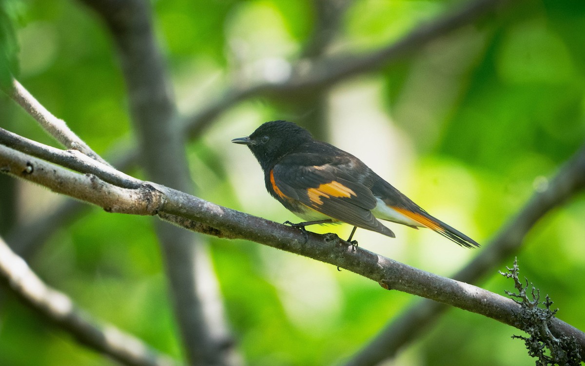 American Redstart - Mauricio Sada