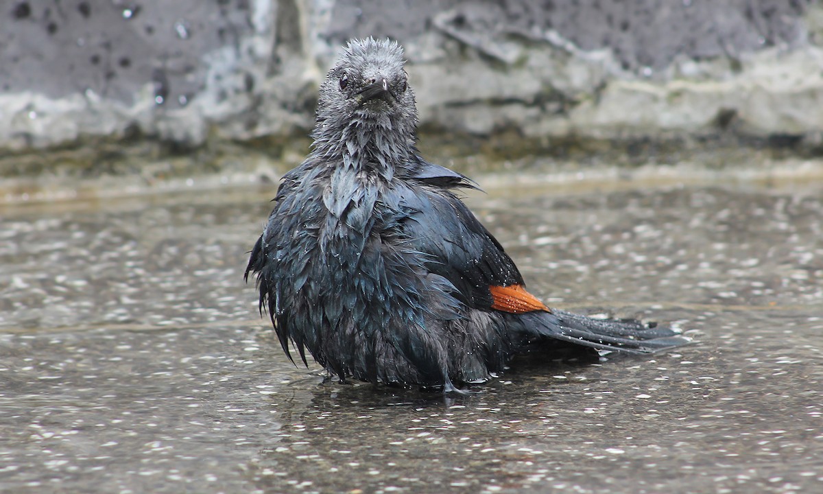 Red-winged Starling - ML619508393