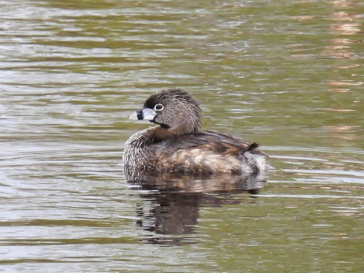 Pied-billed Grebe - Pam Hawkes