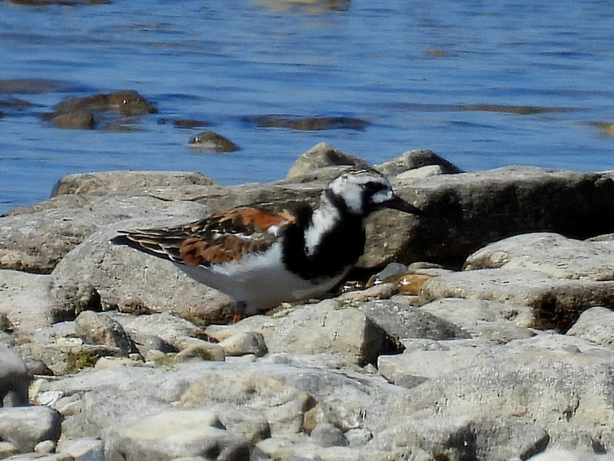 Ruddy Turnstone - Melody Walsh