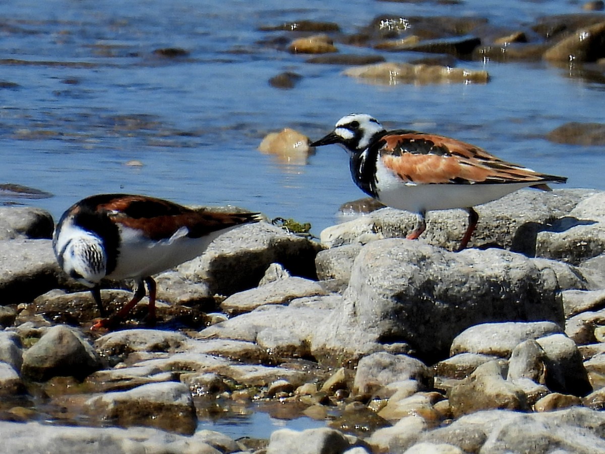 Ruddy Turnstone - Melody Walsh