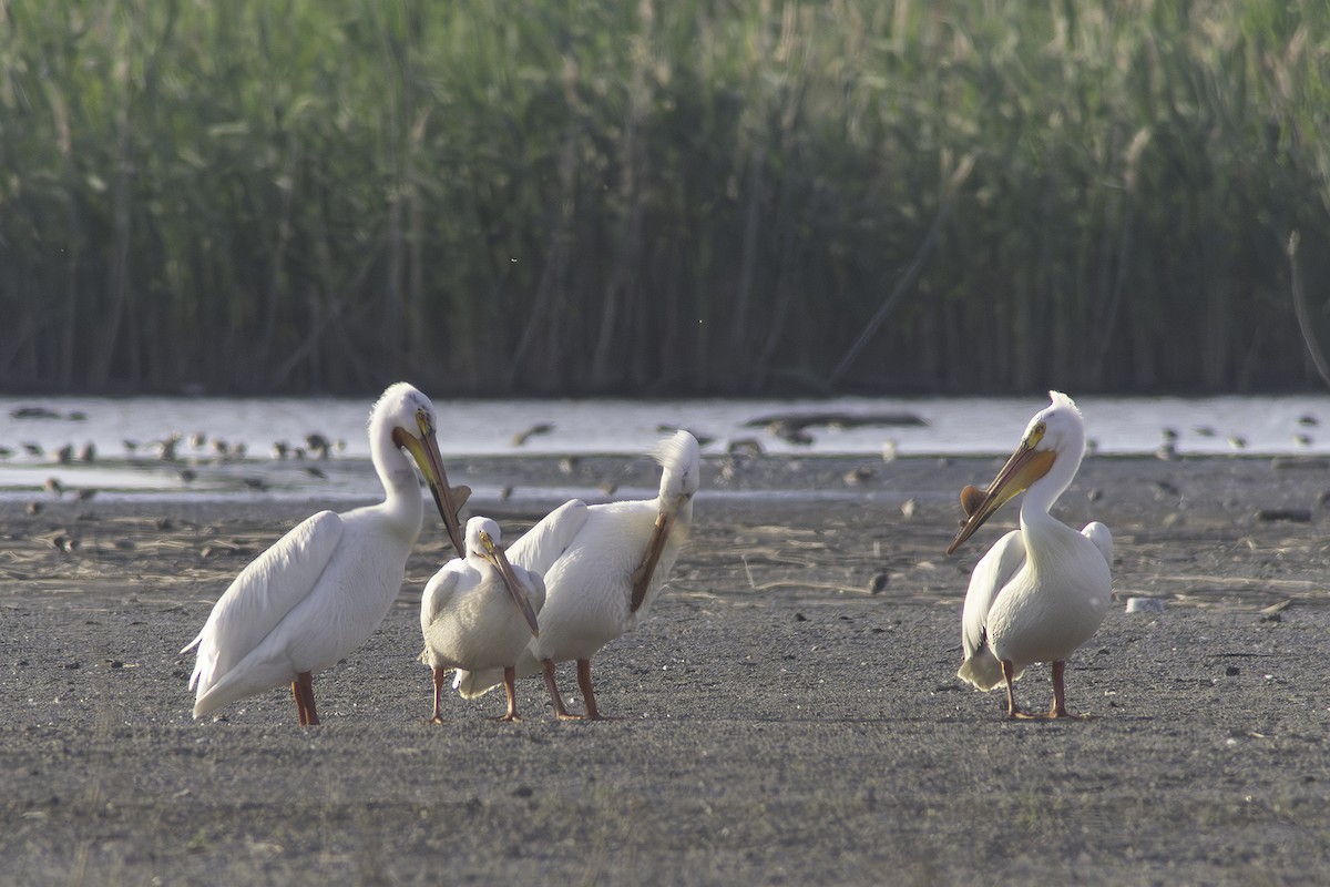 American White Pelican - Jerome Jourdan