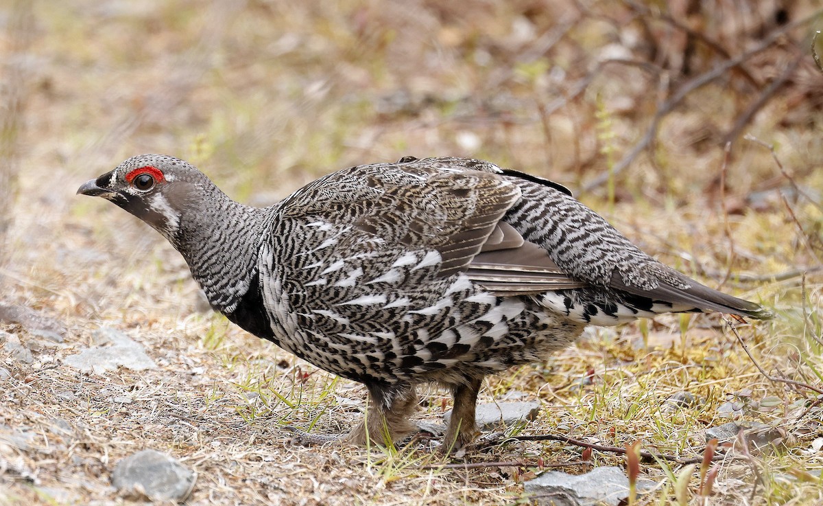 Spruce Grouse - Charles Fitzpatrick