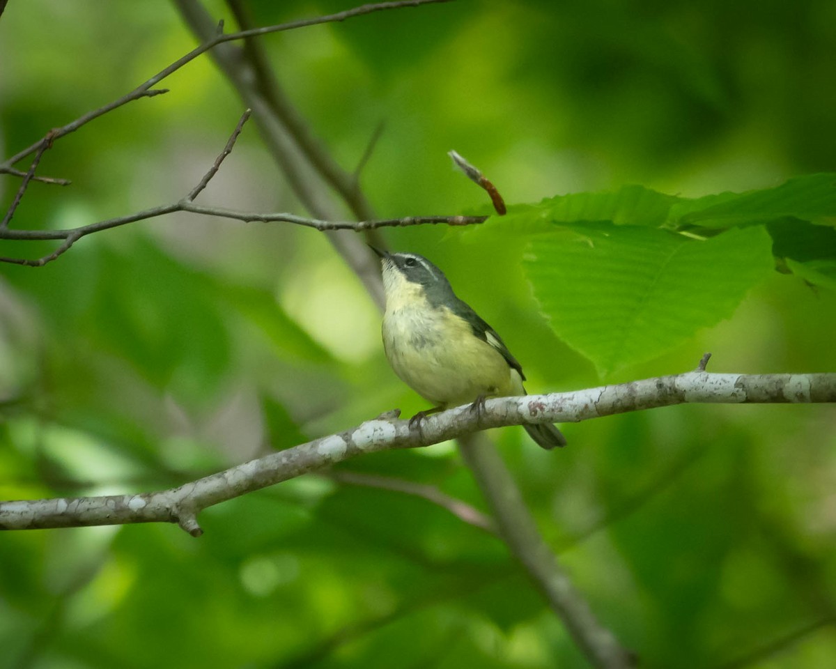 Black-throated Blue Warbler - Mauricio Sada