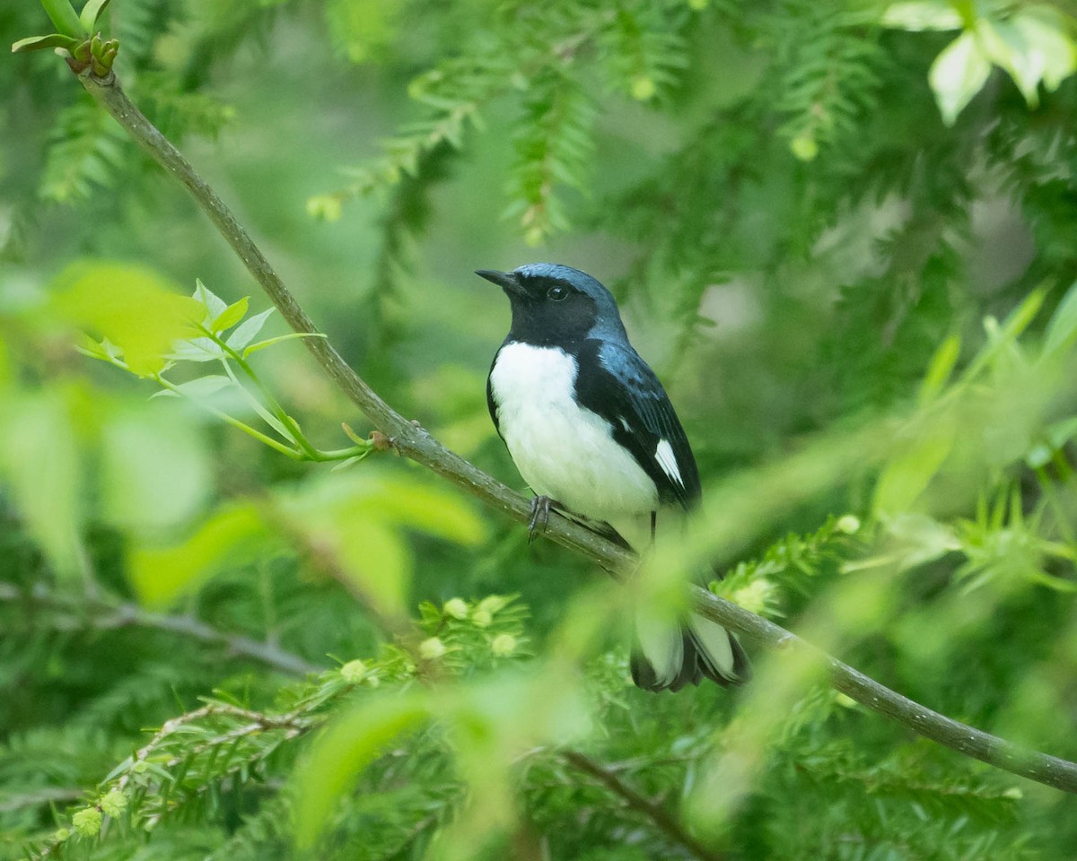 Black-throated Blue Warbler - Mauricio Sada