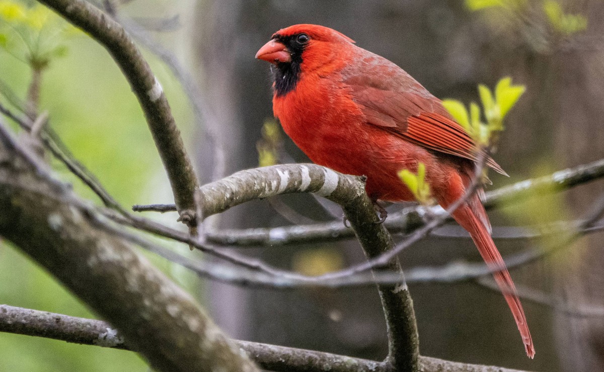 Northern Cardinal - Matt M.